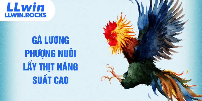 Gà lương phượng nuôi lấy thịt năng suất cao
